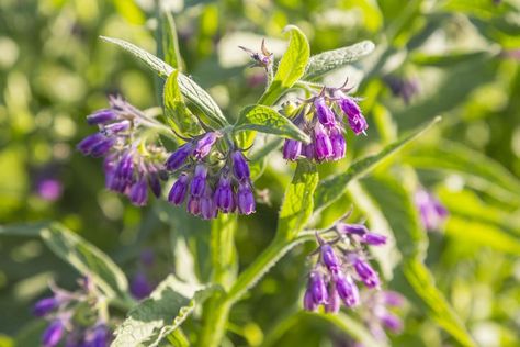 Make Free Fertilizer with Comfrey Leaves Growing Comfrey, Symphytum Officinale, Cottage Landscaping, Comfrey Plant, Gardening Projects, River Cottage, Plant Growing, Perennial Herbs, Organic Soil