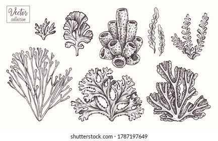 Coral Reef Line Drawing, Coral Sketch Drawings, Coral Line Art, Sea Line Art, Coral Illustration, Coral Reef Plants, Coral Reef Drawing, Coral Tattoo, Coral Drawing