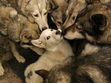 welcome to the pack Beautiful Wolves, Pretty Animals, Silly Animals, Cute Little Animals, 귀여운 동물, Haiti, Beautiful Creatures, Wolves, Animal Kingdom