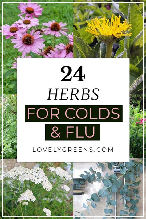 Herbal Cold Remedies, List Of Herbs, Passion Fruit Plant, Medicine Garden, Herbal Medicine Recipes, Natural Remedies For Migraines, Biennial Plants, Herbal Tinctures, Cold Home Remedies