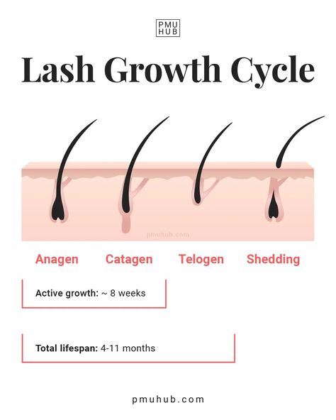 Eyelash Cycle, Lash Cycle Hair Growth, Lash Growth Cycle, Lash Cycle, Lash Hacks Eyelash Growth, Eyelash Growth Cycle, Lash Lift Info, Lash Lift Process, Lash Cycle Eyelashes