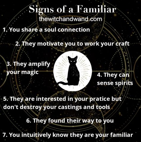 Familiars are creatures who aid witches and are linked to the supernatural. A familiar can be a pet or a wild creature, and a witch might have more than one familiar. While the black cat is most commonly associated with witches, a familiar can be any type of animal. If you are wondering whether or not you have a familiar, check out the list below for common signs. A Witches Familiar, Familiars In Witchcraft, Types Of Spirits Witchcraft, Signs Of Being A Witch, Animal Familiars Witch, Witch Familiar Animals List, Familiars Witch Animal Names, Black Cat Witchcraft, Cats And Witchcraft