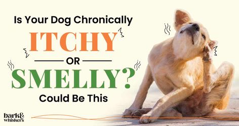 Is Your Dog Chronically Itchy or Smelly? It May Be Yeast Infection Yeast In Dogs Skin, Yeast Infection Dogs, Yeast In Dogs, Natural Antifungal, Pet Remedies, Smelly Dog, Yeast Overgrowth, Itchy Dog, Yeast Infections