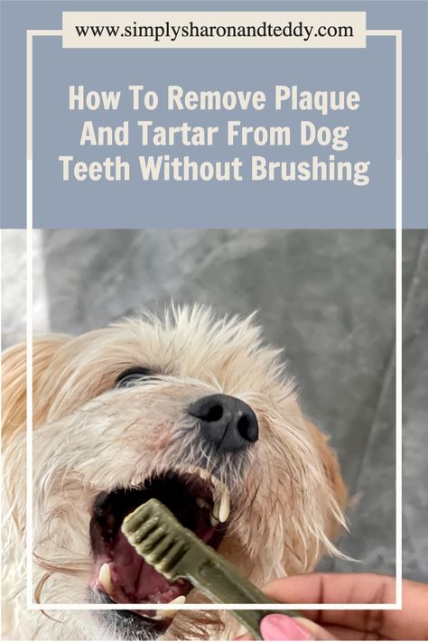 Learn how to Remove Plaque And Tartar From your Dog's Teeth Without Brushing! There are many dental solutions you can try including dental treats, water additvies and much more! How To Remove Plaque, Toddler Tooth Decay, Baby Bottle Tooth Decay, Tartar Removal, Tooth Decay Remedies, Dogs Teeth, Tooth Repair, Strong Teeth, Dental Treats