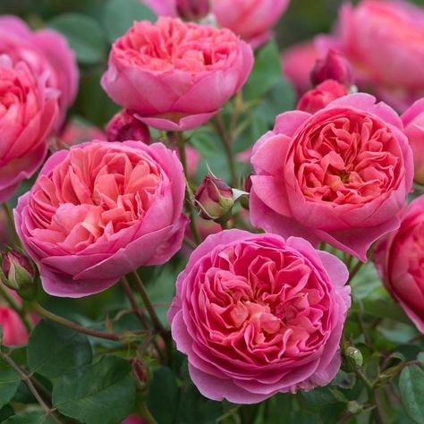 Austin Rose, Flowers Blooming, Shrub Roses, David Austin Roses, David Austin, Princess Margaret, Flower Patch, Climbing Roses, English Roses