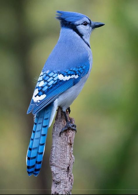 Birds Pictures, Blue Jay Bird, Logo Game, Most Beautiful Birds, Pretty Animals, Animal References, Nature Birds, Backyard Birds, Bird Pictures