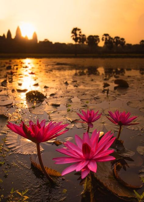 Red Lotus Lily of Angkor - Cambodia Images Bangladeshi Aesthetic, Water Lilies Painting, Lotus Flower Pictures, Golden Sunrise, Cambodian Art, Water Lily Pond, Lily Lotus, School Illustration, Red Lotus