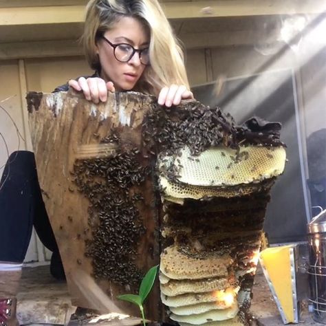 Watch This Brave “Bee Whisperer” Rescue a Live Beehive With Her Bare Hands Bee Removal, Floor Boards, Bare Hands, Bee Hives, Met Art, Backyard Shed, Family Garden, Save The Bees, Bee Keeping