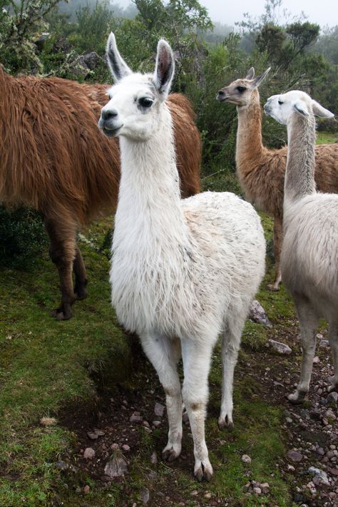 Llamas Lama Animal, Llama Pictures, Llama Funny, Llama Face, Tattoo Nature, Llama Llama, Baby Llama, Funny Llama, Cute Alpaca