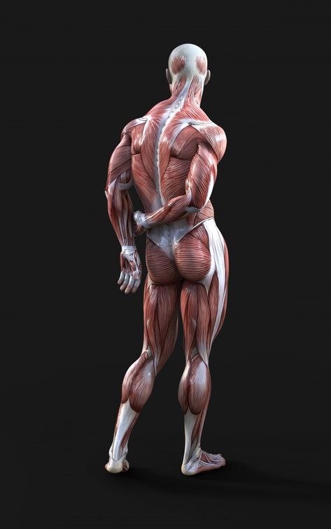 Muscle Art, Human Muscle Anatomy, Human Anatomy Reference, Anatomy Images, 3d Anatomy, Man Anatomy, Anatomy Sculpture, Human Body Anatomy, Anatomy Tutorial