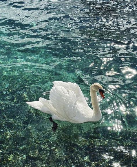 Swan On Lake, Swan Wallpaper, Swans Art, Beautiful Swan, White Swan, Swan Lake, Nature Aesthetic, Swans, Nature Animals