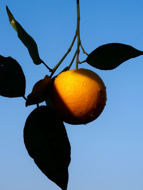 Oranges Reference, Fruit Reference Photos For Artists, Reference Photos Fruit, Still Life Of Oranges, Still Life Photography Ideas, Lemon Still Life, Orange Reference Photo Fruit, Orange Photography Fruit, Fruit Photos