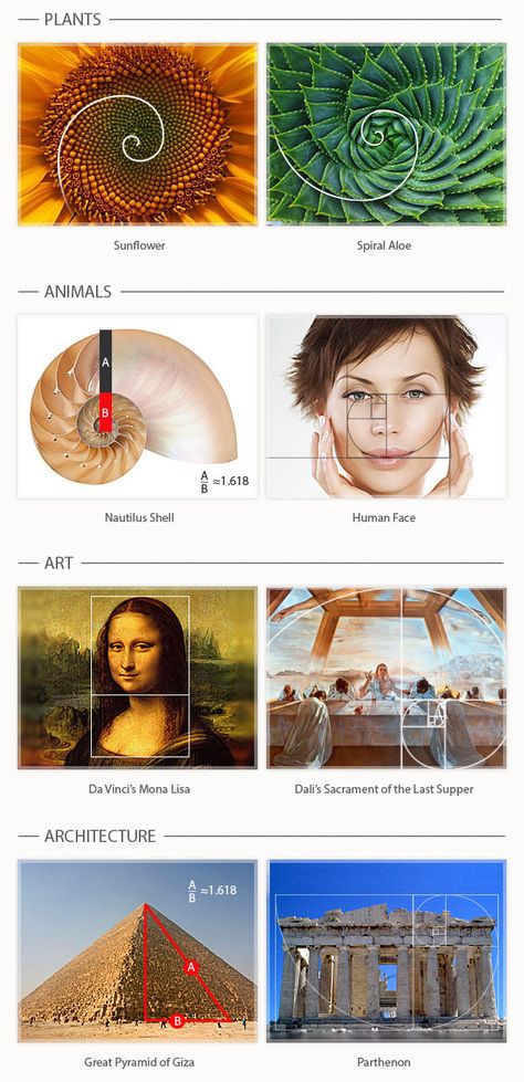 Proportion In Design, Golden Ratio In Nature, Golden Ratio Art, Golden Ration, Golden Ratio In Design, Golden Proportion, Fibonacci Golden Ratio, The Golden Ratio, Great Pyramid Of Giza