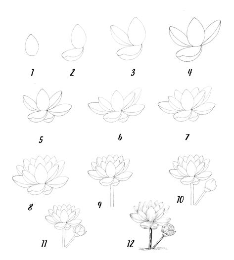 Lotus Drawing Reference, ကြာပန်း Drawing, Small Lotus Drawing, Simple Lotus Flower Drawing, Lotus Drawing Tutorial, Lotus Flower Drawing Step By Step, Lotus Flower Sketch Simple, Waterlily Drawing Simple, Water Lily Drawing Step By Step