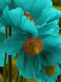 Shades Of Turquoise, Exotic Flowers, Flower Beauty, Beautiful Blooms, Love Flowers, Amazing Flowers, My Flower, Pretty Flowers, The Words