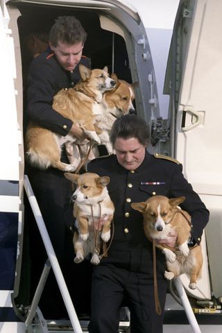 image Final Days, Pembroke Welsh Corgi, Welsh Corgi, 80 Years, Elizabeth Ii, 귀여운 동물, Animal Memes, Cute Funny Animals, Adorable Animals