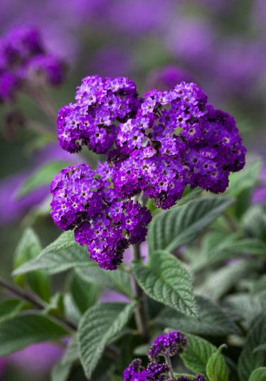 Heliotrope Aesthetic, Ecuador Flowers, Heliotropium Arborescens, Heliotrope Flower, Flowers Last Longer, Paul Williams, Sun Perennials, Violet Flowers, 카드 디자인