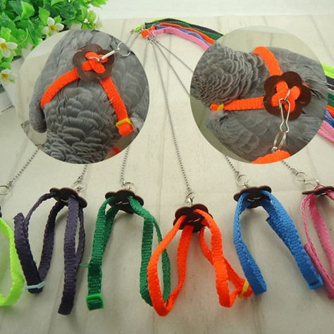 Bird Harness, Parrot Flying, Bird Accessories, Cat Cleaning, Colorful Parrots, Parrot Toys, Cat Harness, Pet Leash, Bird Supplies