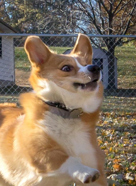 The Corgi face seconds before ball impact in the eye! :P Mini Corgi, Corgi Face, Cute Corgi Puppy, Corgi Funny, 강아지 그림, Corgi Puppy, Cute Corgi, Corgi Dog, Cute Creatures