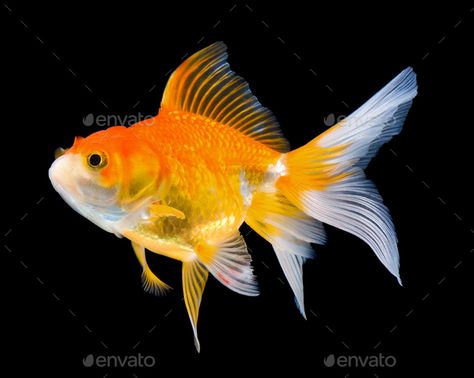 Goldfish Tattoo, Fantail Goldfish, Goldfish Art, Koi Fish Drawing, Photographer Business Card Template, Pretty Fish, Infographic Design Layout, Water Animals, Fish Drawings