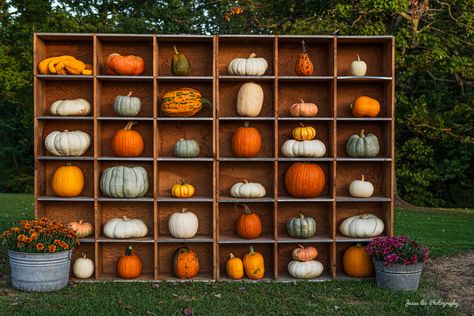 Georgia Pumpkin Patch, Pumpkin Installation, Pumpkin Patch Backdrop, Pumpkin Display Ideas, Coco Pumpkin, Fall Pumpkin Display, Fall Wedding Pumpkins, Mini Pumpkin Patch, Pumpkin Patch Decoration