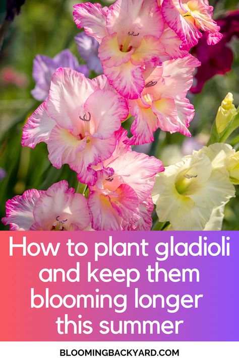 How to plant gladioli and keep them blooming this summer Gladiolus Bulbs, Summer Bulbs, Gladiolus Flower, Gardening Zones, Gladioli, Gardening Flowers, Fast Growing Plants, Flower Gardening, Outdoor Decorating