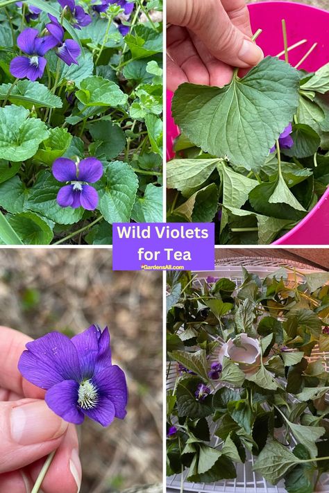 Wild Violets Tea - a Sweet and Soothing Beneficial Brew Homemade Teas, Violet Tea, Anthropomorphic Characters, Herb Diet, Wild Violets, Dry Throat, Homemade Tea, Violet Plant, Make Tea