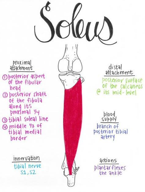 Soleus Muscle Chart, Muscular Anatomy, Muscular System Anatomy, Soleus Muscle, Anatomy 101, Pt School, Physical Therapy School, Visual Learner, Physical Therapy Assistant