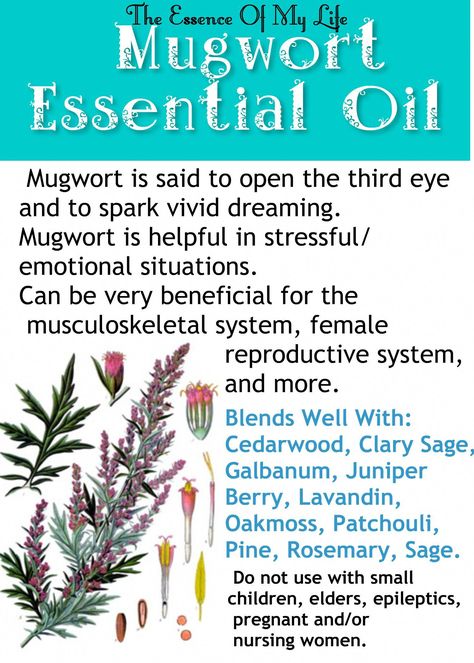 A Short Essential Oils Guide For patio #patio Mugwort Benefits, Benefits Of Mugwort, Mugwort Essential Oil, Mugwort Oil, Essential Oil Menstrual Cramps, Artemisia Vulgaris, Medicinal Herbs Garden, Magickal Herbs, Oil Making