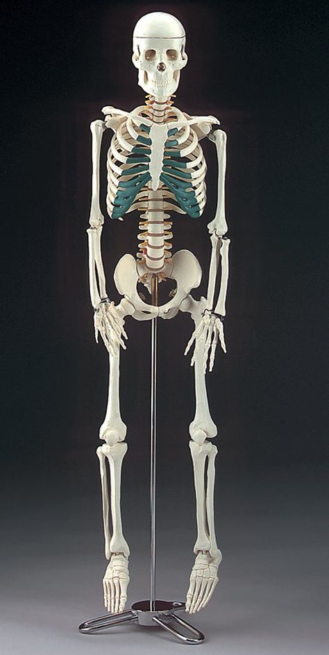 anatomically correct skeleton model ~ $60 Anatomically Correct Skeleton, Anatomy Toys, Bp House, Skeleton Sculpture, Skeleton Model, Skull Art Drawing, Nurse Halloween, Pinterest Contest, Sketches Pencil