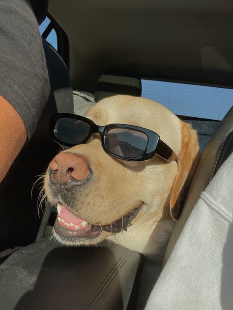 Dogs In Sunglasses, Labrador Retriever Aesthetic, Labrador Aesthetic, Dog In Sunglasses, Summer Drive, Dog Driving, Puppy Funny, Dog Sunglasses, Labrador Funny