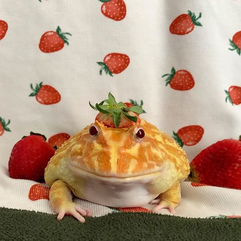 Frog With Hat, Strawberry Hat, A Frog, Strawberries