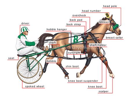 pacer image Standardbred Racing, Horse Riding Equipment, Trotting Horse, Driving Horses, Standardbred Horse, Horse Betting, Horse Riding Gear, Vintage Farm Equipment, Horse Lessons