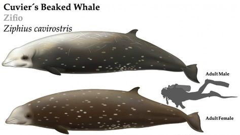 Beaked Whale, Whale Species, River Dolphin, The Azores, Sperm Whale, Shark Bites, Aquatic Animals, Marine Mammals, Marine Biology