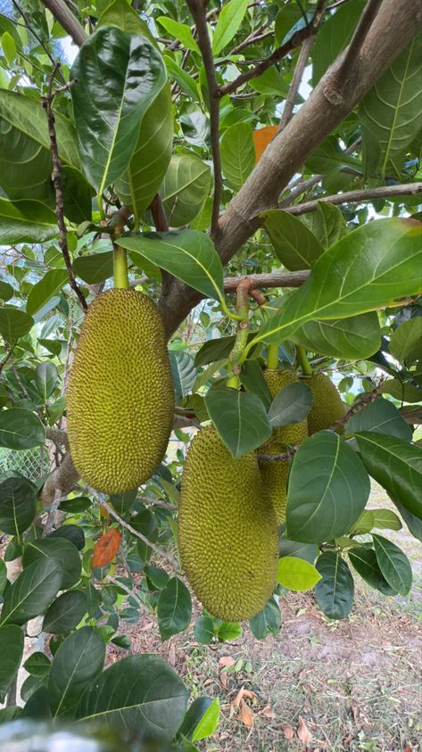 Fruit Florida nature Jack Fruit Plant, Jack Fruit Tree, Interesting Fruits, Jackfruit Plant, Jackfruit Tree, Jack Fruit, Homegrown Food, Fruit Fruit, Alex Mill