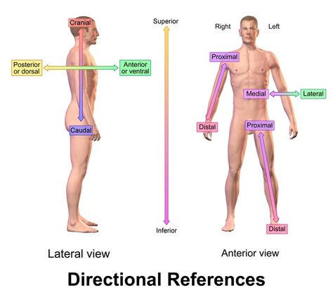 What is the Difference Between Superior and Inferior in Anatomy - Pediaa.Com Basic Anatomy And Physiology, Yoga Anatomy, Human Body Anatomy, Human Body Systems, Human Anatomy And Physiology, Medical Terminology, Nursing Study, Nursing Notes, Body Anatomy