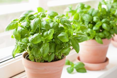 Caring For Basil Plant, Basil Plant Care, Basil Plant Indoors, Basil Benefits, Herb Tips, Growing Basil Indoors, Herb Ideas, Growing Plants From Seeds, Houseplant Tips