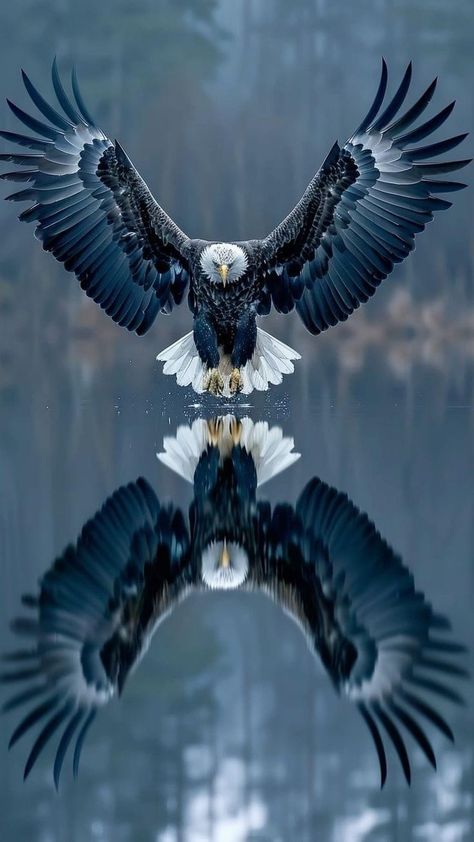 Bald Eagle Photography, National Geographic Photography, Eagle Artwork, Aigle Royal, Birds Photography Nature, Wild Animal Wallpaper, Eagle Images, Eagle Painting, Eagle Wallpaper