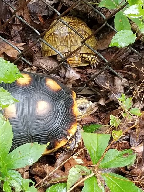 Redfoot tortoise in pen meets another turtle through the fence. Redfoot Tortoise, Cute Tortoise, The Fence, Tortoise, Fence, Pen, Animals