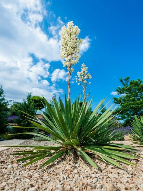 Yucca Plant Blooms: How To Care For Yucca After Blooming Yucca Plant Care, Yucca Gloriosa, Yucca Filamentosa, Yucca Tree, Plant Room Ideas, Yucca Plant, Native Gardens, Plant Room, Plant Propagation