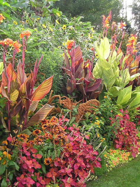 love the color matching with the canna lilies & other plants Canna Lily Landscaping Ideas, Canna Lily Landscaping, Canna Lily Garden, Canna Flower, Canna Lilies, Longfield Gardens, Taman Air, Canna Lily, Tropical Garden Design