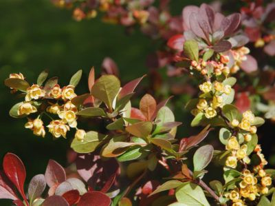 Zone 5 Shade Shrubs: Best Bushes For Zone 5 Shade Gardens - The key to planting a beautiful shade garden is finding attractive shrubs that thrive in shade in your hardiness zone. If you live in zone 5, your climate is on the cool side. However, you’ll find lots of options for bushes for zone 5 shade. This article will help. Foundation Planting Zone 5, Flowering Shrubs For Shade, Shrubs For Shade, Best Perennials For Shade, Foxglove Plant, Garden Ornaments Diy, Shade Shrubs, Shade Gardens, Plant Zones