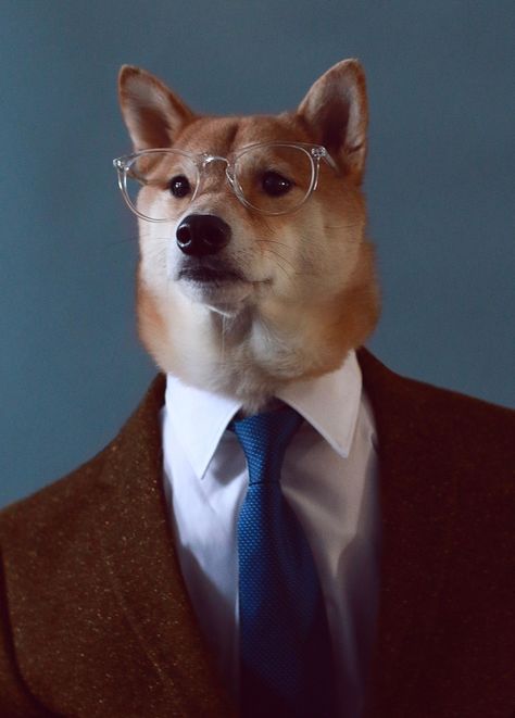 Menswear Dog, Witcher Wallpaper, Dog Presents, 웃긴 사진, Wearing Glasses, Drawing Tutorials, Dog Sitting, Chambray Shirt, See Me