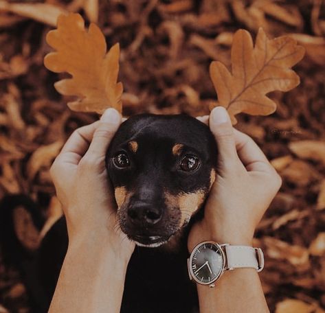 Dog Photoshoot Pet Photography, Dog Photography Poses, Dog Photoshoot, Shotting Photo, Fall Dog, Cats Photography, Puppy Photos, Dog Photo, Cat Photography