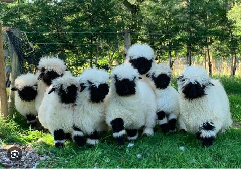 Blacknose Sheep, Valais Blacknose, Valais Blacknose Sheep, Sheep, Black And White, White, Black