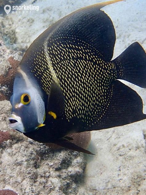 French Angelfish, Reef Fish, Salt Water Fish, Underwater Animals, Saltwater Fish, Beautiful Sea Creatures, Ocean Fishing, Marine Fish, Fish Sea