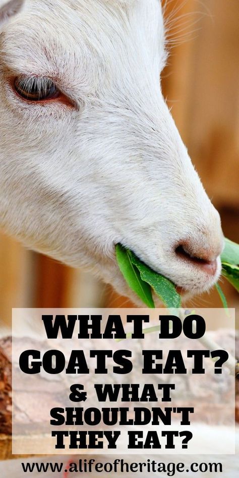 What do goats eat? Goat nutrition is really important when raising goats. Your goat care program should take a close look at what you should and shouldn't feed goats. Goats For Milk, Goat Milking Stand, Goat Feeder, Goat Breeds, Goat Playground, Goat Toys, Goat Health, Keeping Goats, Goat Milking