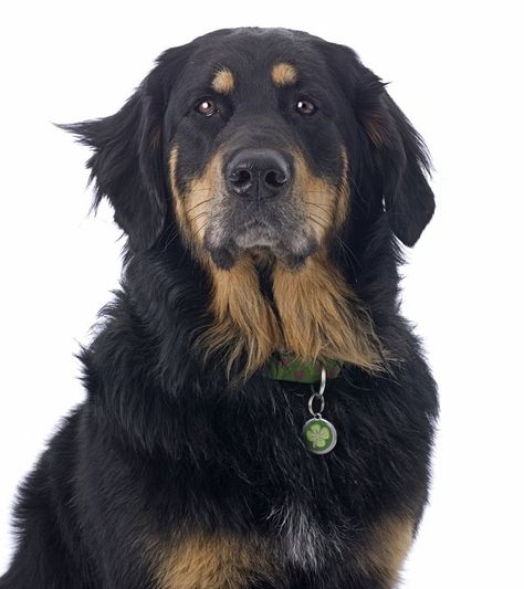 Golden Mountain Dog, Bernese Mountain Dog Mix, Mountain Dog Breeds, Golden Mountain, Designer Dogs Breeds, Best Guard Dogs, Designer Dogs, Dog Mixes, Dog Info