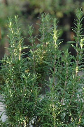 Rosemary Plants, Rosemary Garden, Lavender And Rosemary, Sage Garden, Medicinal Herbs Garden, Rosemary Plant, Landscaping Plants, Medicinal Herbs, Herb Garden