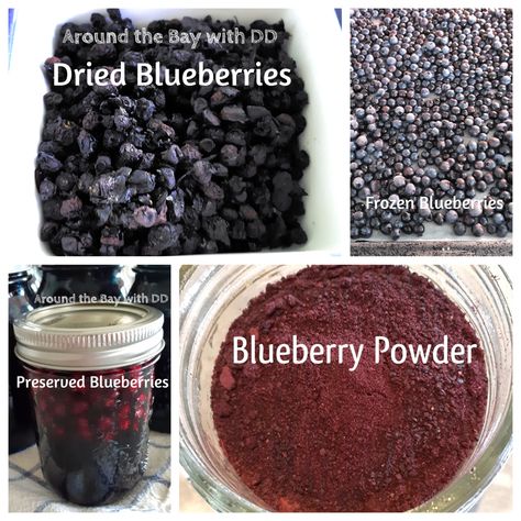 Preserving Blueberries ~ 4 Ways How To Preserve Blueberries, Dehydrated Blueberries Recipes, Preserving Blueberries, Freezing Blueberries, Dehydrated Blueberries, Blueberry Zucchini Cake, Blueberries Recipes, Blueberry Bran Muffins, Greek Yogurt Cake